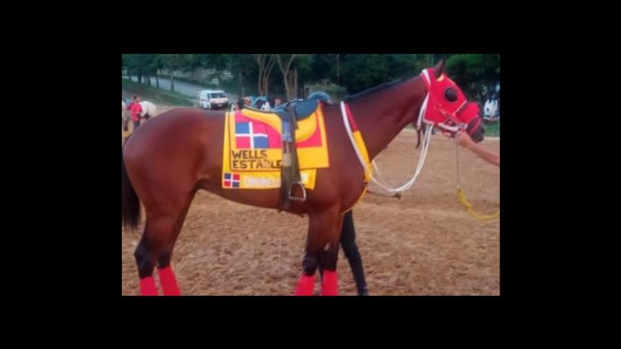 Cinco ejemplares de RD participarán en Serie Hípica de Venezuela