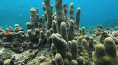La actualizaci&oacute;n de la Lista Roja eleva a m&aacute;s de 49,500 las especies amenazadas