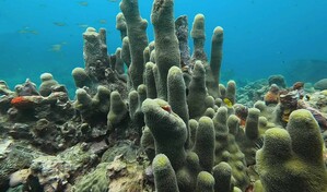 La actualizaci&oacute;n de la Lista Roja eleva a m&aacute;s de 49,500 las especies amenazadas