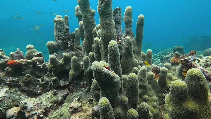 La actualización de la Lista Roja eleva a más de 49,500 las especies amenazadas La actualización de la Lista Roja eleva a más de 49,500 las especies amenazadas