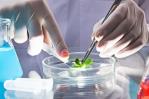 Científicos piden prudencia en el uso de la biotecnología genética Científicos piden prudencia en el uso de la biotecnología genética