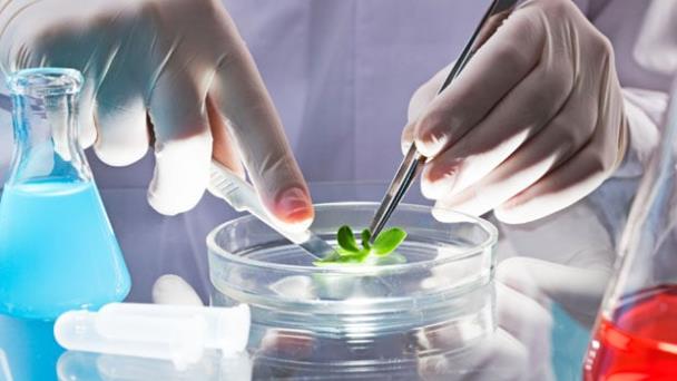 Científicos piden prudencia en el uso de la biotecnología genética