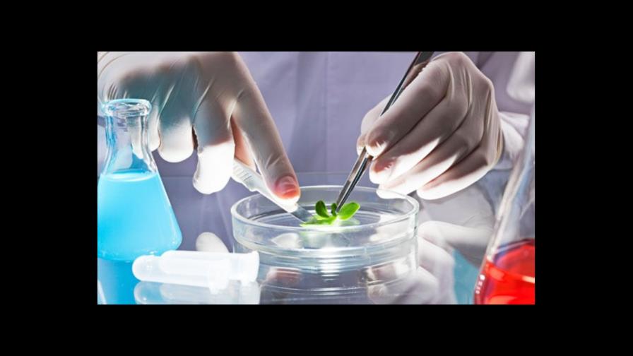 Científicos piden prudencia en el uso de la biotecnología genética