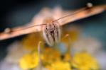 Las mariposas migratorias tienen mayor diversidad genética, según un estudio Las mariposas migratorias tienen mayor diversidad genética, según un estudio