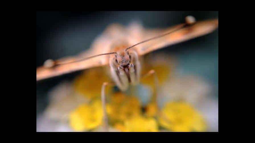 Las mariposas migratorias tienen mayor diversidad genética, según un estudio