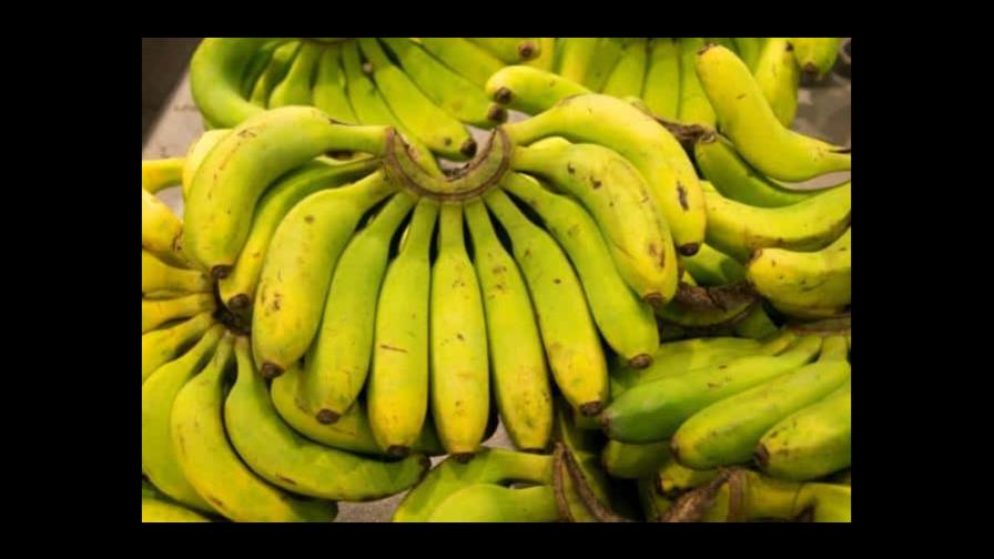 Nuevas variedades de banano para salvar el sector en las Antillas francesas