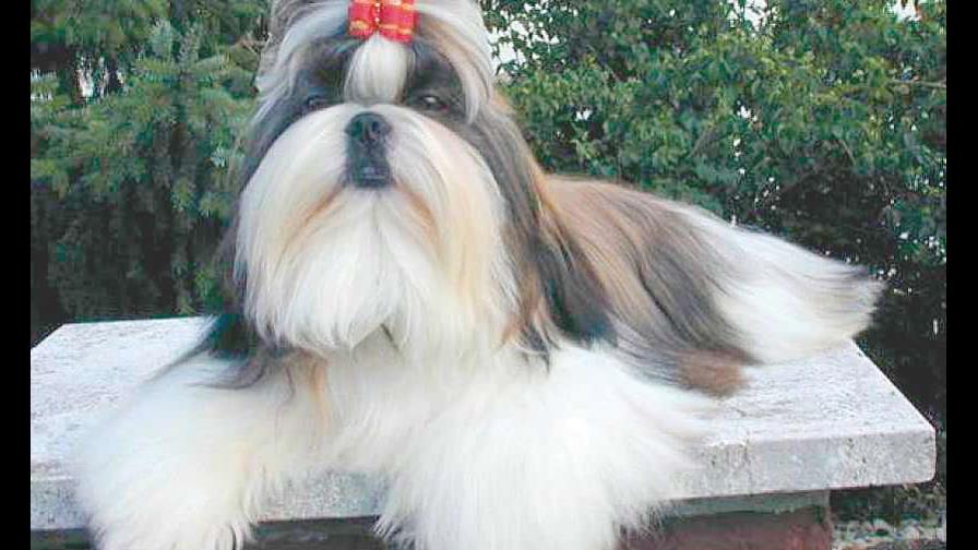 El perro la asustó El perro la asustó