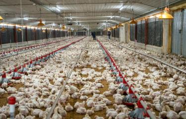 Gobierno anuncia venta de pollo entero a RD$150 a partir de este lunes