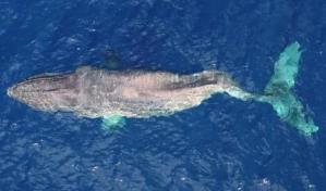 Ballena sorprende a cient&iacute;ficos: realiza traves&iacute;a de 4,000 kil&oacute;metros con la columna fracturada