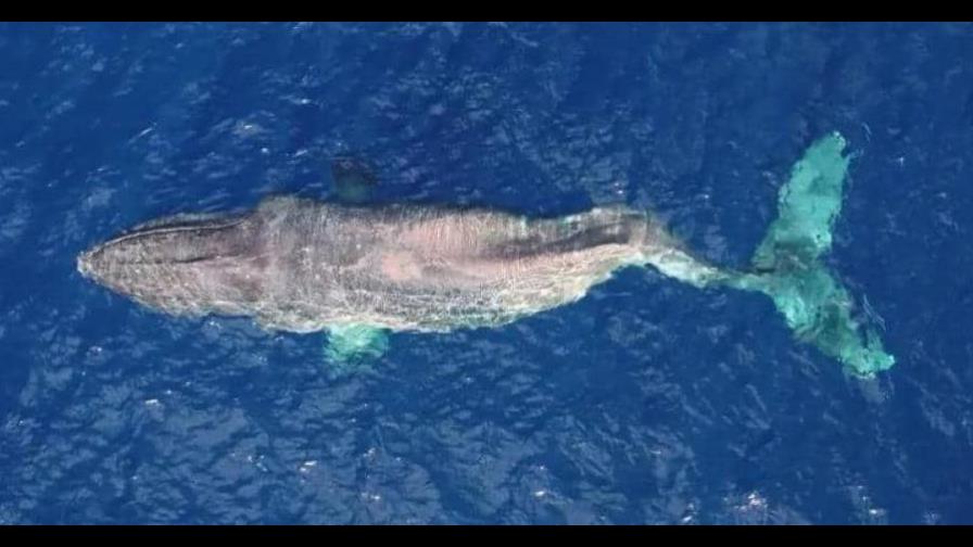 Ballena sorprende a científicos: realiza travesía de 4,000 kilómetros con la columna fracturada Ballena sorprende a científicos: realiza travesía de 4,000 kilómetros con la columna fracturada