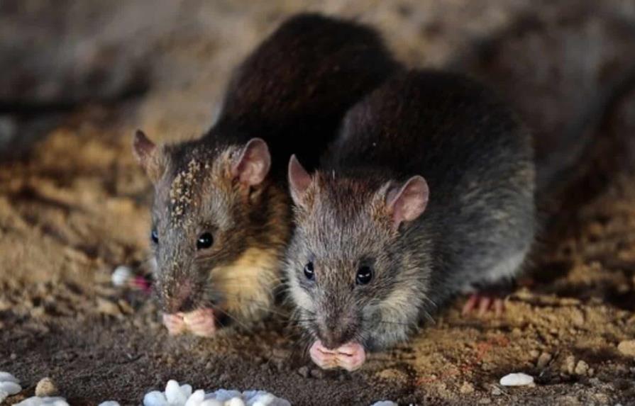 Nueva York busca director para mitigar la plaga de ratas, con un salario de hasta 14,000 dólares al mes