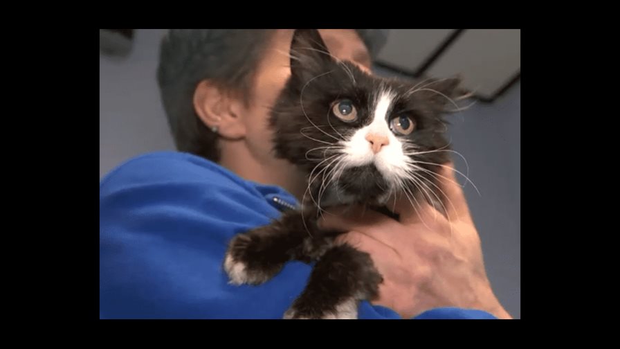 Gata que estuvo perdida 10 años en Nueva York vivirá ahora en España