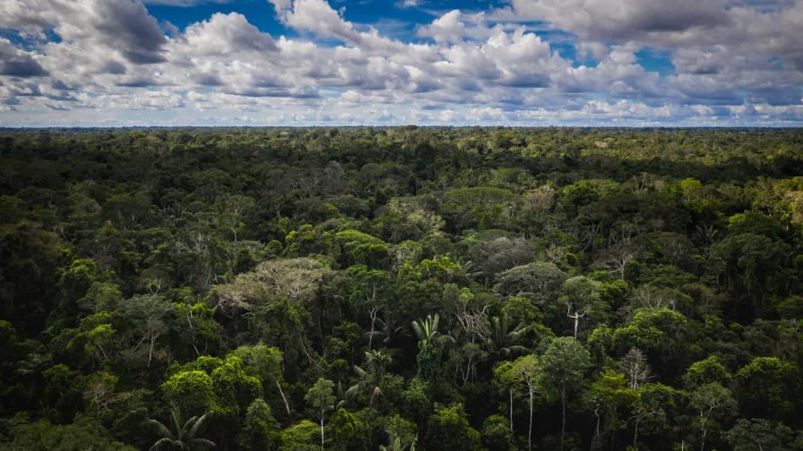 La COP15, aún sin acuerdo para salvar la biodiversidad La COP15, aún sin acuerdo para salvar la biodiversidad