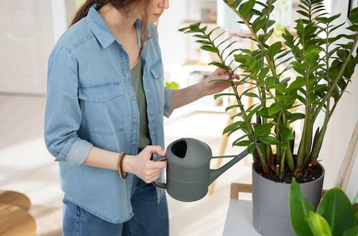 La forma correcta para regar tus plantas de interior