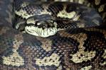 Científicos descubren, en estudio pionero, que las serpientes tienen clítoris