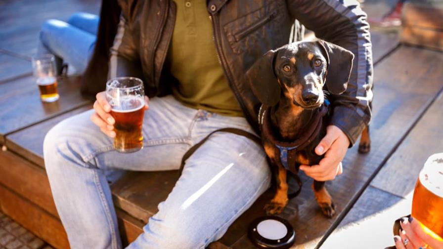 Lanzan una cerveza ¡sólo para perros!