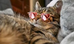 Así perciben el cambio de clima los animales