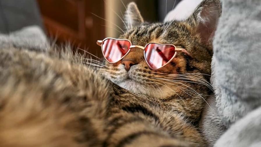 Así perciben el cambio de clima los animales