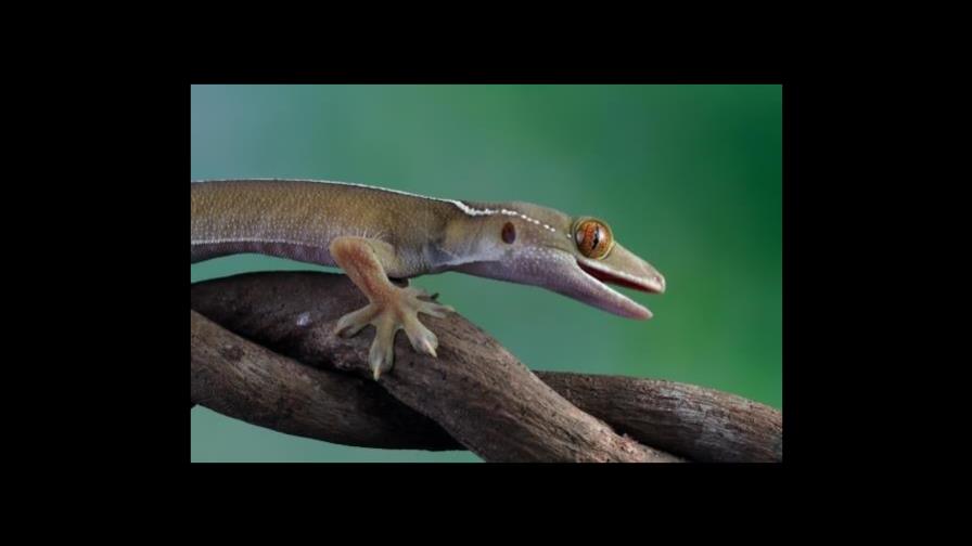 Qué especies de animales fueron descubiertas en 2022