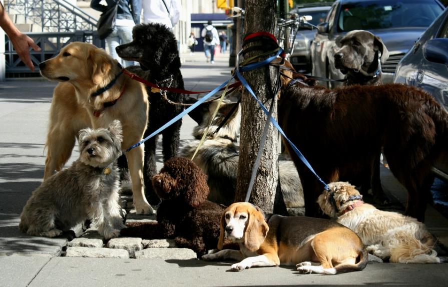 Nueva York prohibirá venta de perros, gatos y conejos en tiendas minoristas