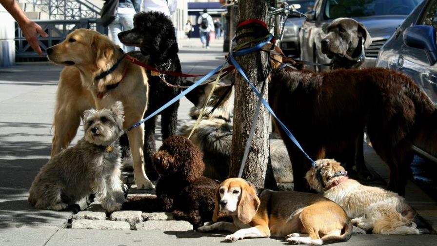 Nueva York prohibirá venta de perros, gatos y conejos en tiendas minoristas Nueva York prohibirá venta de perros, gatos y conejos en tiendas minoristas