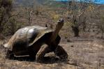 Tortugas vuelven 150 años después a anidar en isla desratizada de Galápagos
