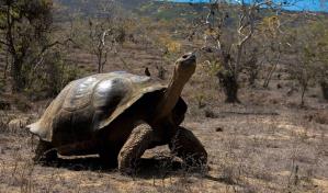 Tortugas vuelven 150 a&ntilde;os despu&eacute;s a anidar en isla desratizada de Gal&aacute;pagos