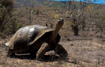 Tortugas vuelven 150 años después a anidar en isla desratizada de Galápagos
