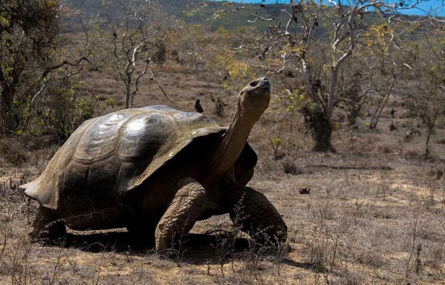 Tortugas vuelven 150 años después a anidar en isla desratizada de Galápagos