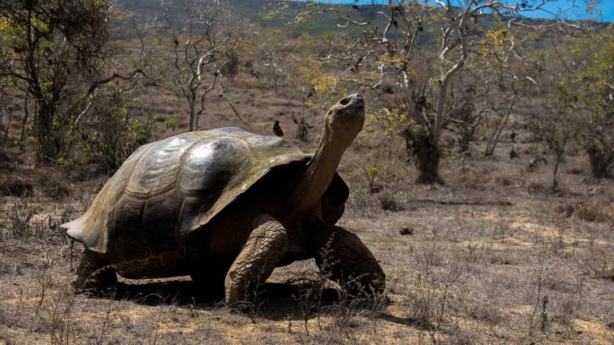 Tortugas vuelven 150 años después a anidar en isla desratizada de Galápagos