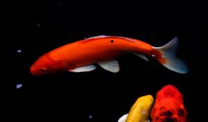 Detienen a un hombre por envenenar a 20 peces en un estanque de Miami