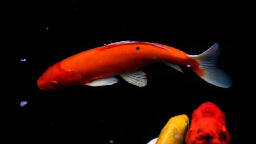 Detienen a un hombre por envenenar a 20 peces en un estanque de Miami