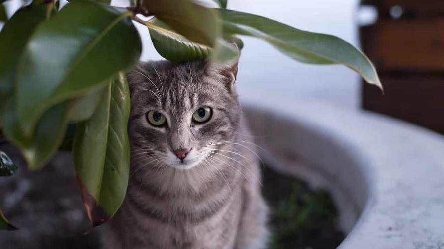 Gato intruso Gato intruso