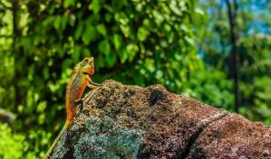 Viceministra: Acuerdo en COP15 nos acercará a realidad más amigable con el medio ambiente