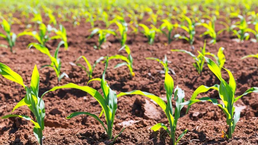 Universidad israelí crea célula solar que mejora cultivos y ahorra energía Universidad israelí crea célula solar que mejora cultivos y ahorra energía
