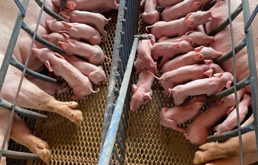 La Junta Agroempresarial Dominicana diseña sistema de certificación de bioseguridad en granjas porcinas