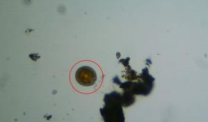 Realizan curso taller en RD para la identificación y monitoreo de algas nocivas para la salud