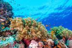 Los arrecifes de coral crecen hacia las corrientes para capturar más alimento Los arrecifes de coral crecen hacia las corrientes para capturar más alimento