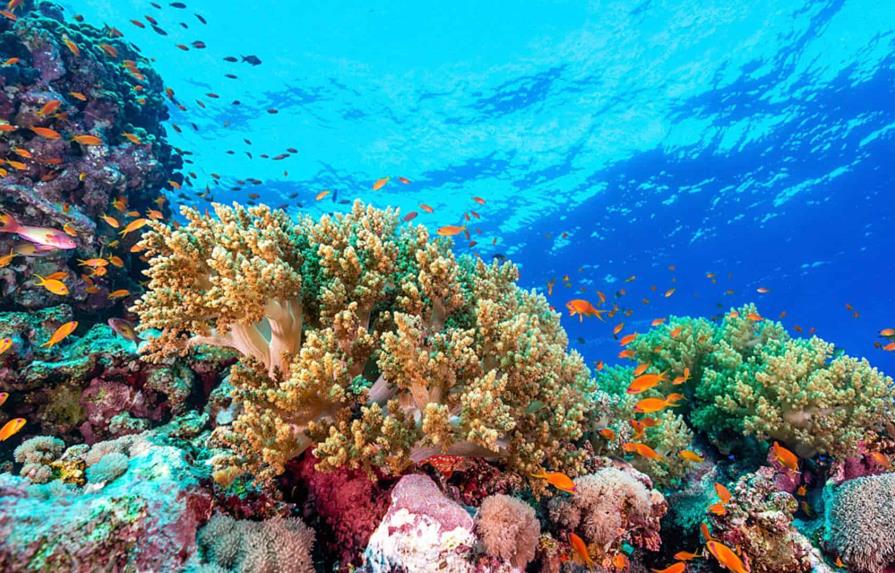 Los arrecifes de coral crecen hacia las corrientes para capturar más alimento