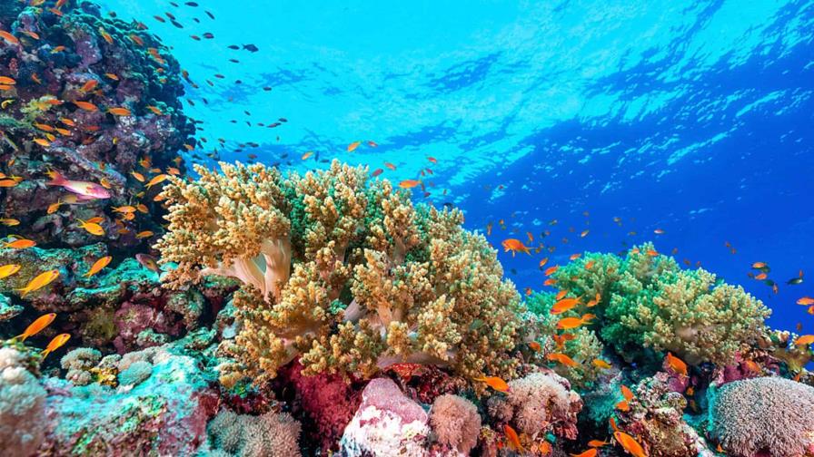 Los arrecifes de coral crecen hacia las corrientes para capturar más alimento