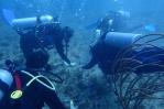 Trasplantan más de 400 fragmentos de coral en varios países, incluido República Dominicana