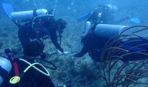 Trasplantan m&aacute;s de 400 fragmentos de coral en varios pa&iacute;ses, incluido Rep&uacute;blica Dominicana