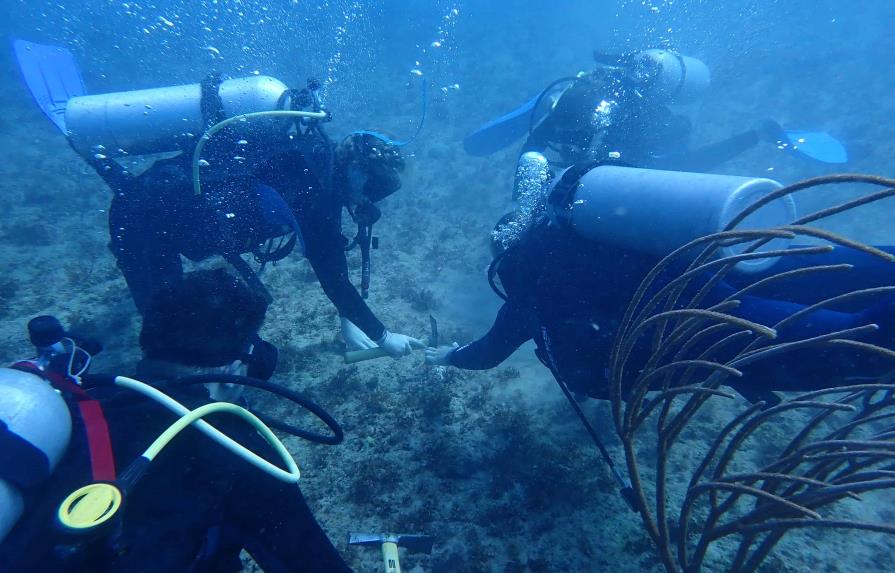 Trasplantan más de 400 fragmentos de coral en varios países, incluido República Dominicana