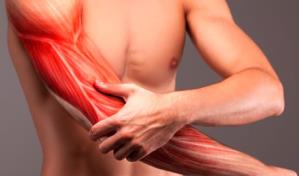 Hallan una potencial vía para mejorar la regeneración muscular