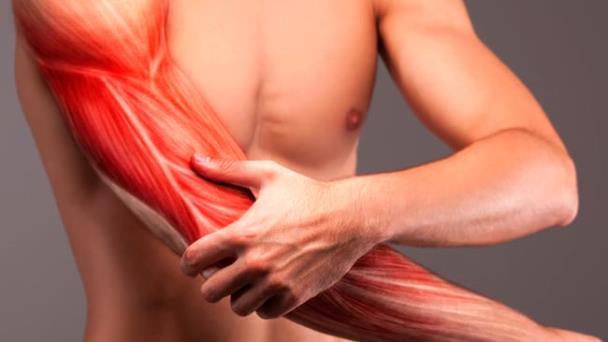 Hallan una potencial vía para mejorar la regeneración muscular