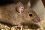 Un mecanismo cerebral permite a ratones escapar rápidamente a un refugio Un mecanismo cerebral permite a ratones escapar rápidamente a un refugio