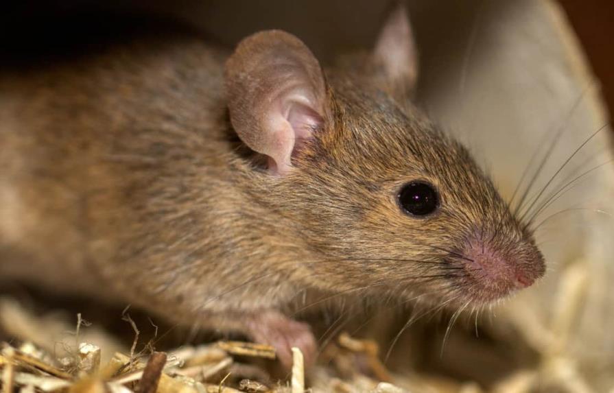 Un mecanismo cerebral permite a ratones escapar rápidamente a un refugio