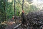 Denuncian tala de árboles en área protegida en Salcedo Denuncian tala de árboles en área protegida en Salcedo