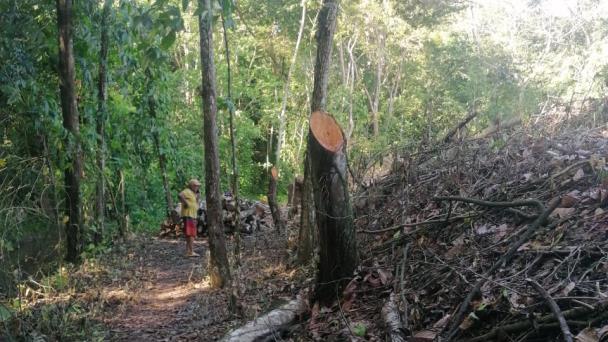 Denuncian tala de árboles en área protegida en Salcedo