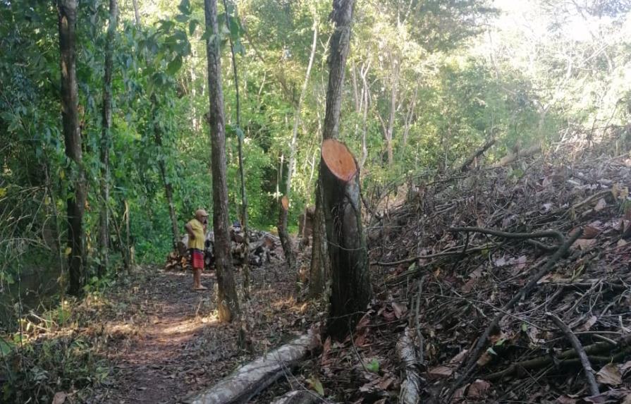 Denuncian tala de árboles en área protegida en Salcedo